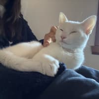 Photo of Caju* 9 Lives Rescue*💛