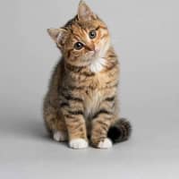 Photo of Honey