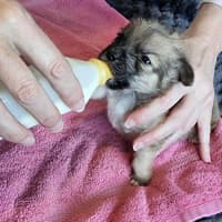 Photo of Mc Kenzie   6 Week Old Maltese X