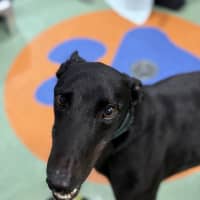 Photo of Goose