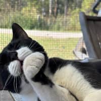 Photo of Moustache 