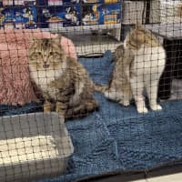 Photo of Sebastian * 9 Lives Project Rescue*