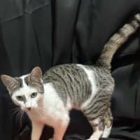 Photo of Affectionate Ash