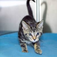 Photo of Dandelion 