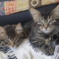 Photo of Memphis And Lucille