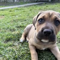 Photo of Maggie