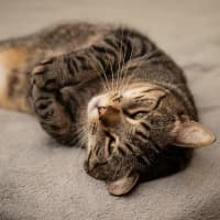 Photo of Vincent