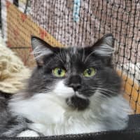 Photo of Mopsy