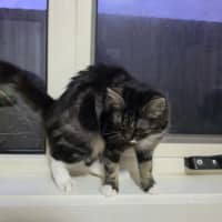 Photo of Tuxy