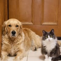 Photo of ꨄ︎ Meredith ꨄ︎