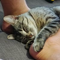 Photo of Marceline   In Foster Care In Preston