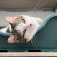 Photo of Professor Meow