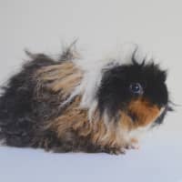 Photo of Miss Mumbles