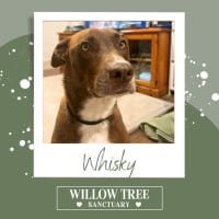 Photo of Whisky