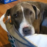 Photo of Poppyseed