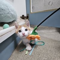 Photo of Benedict Cumbercat