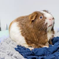 Photo of Toto