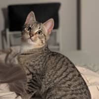 Photo of Artemis