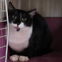 Photo of Bella