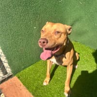 Photo of Shia Labeouf