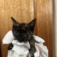 Photo of Cinnamon