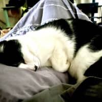 Photo of Owen *9 Lives Project Rescue*