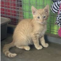 Photo of Cheddar (Ginger)