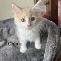 Photo of Creme 