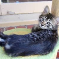Photo of Opal