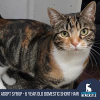 Photo of Syrup   6 Year Old Domestic Short Hair