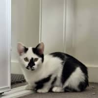 Photo of Sokka   Meet Me @ Petstock Prahran 16 May