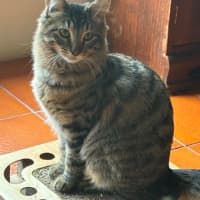Photo of Heather *9 Lives Project Rescue*