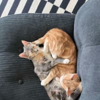 Photo of Purrl & Punchy! 