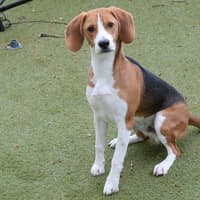 Photo of Bandit