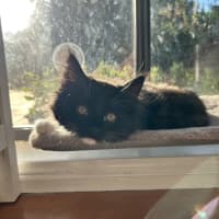 Photo of Theodore   Located In Lower Plenty