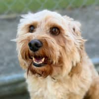 Photo of Bailey