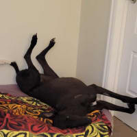 Photo of Scooby, The Greyhound