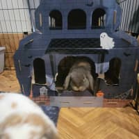 Photo of Bubbles And Squeak