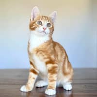 Photo of Monkey   Located In Templestowe