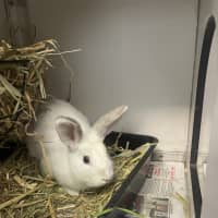 Photo of Marshmallow