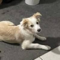 Photo of Biscuit