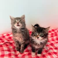 Photo of Darcy & Delilah