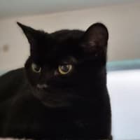 Photo of Bat 