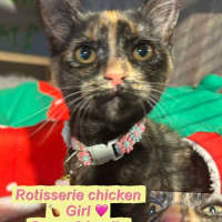 Photo of Rotisserie Chicken