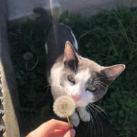 Photo of Spot