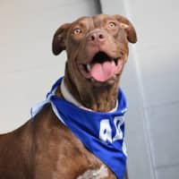 Photo of Turbo *$250 Adoption Fee*