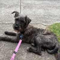 Photo of Tallulah (Loola)