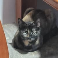 Photo of Ella *9 Lives Project Rescue*