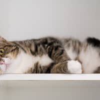 Photo of Winston