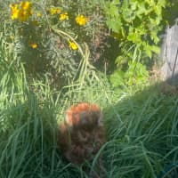 Photo of Muppet
